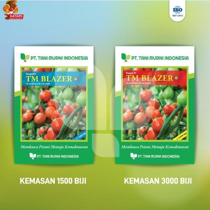 Benih tomat TM Marvel f1 10 gram bibit hibrida produksi Tani Murni