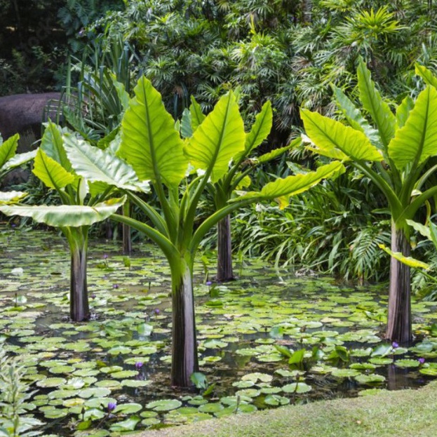 (BISA COD) Tanaman Hias Pisang Amazon Madagascar New 