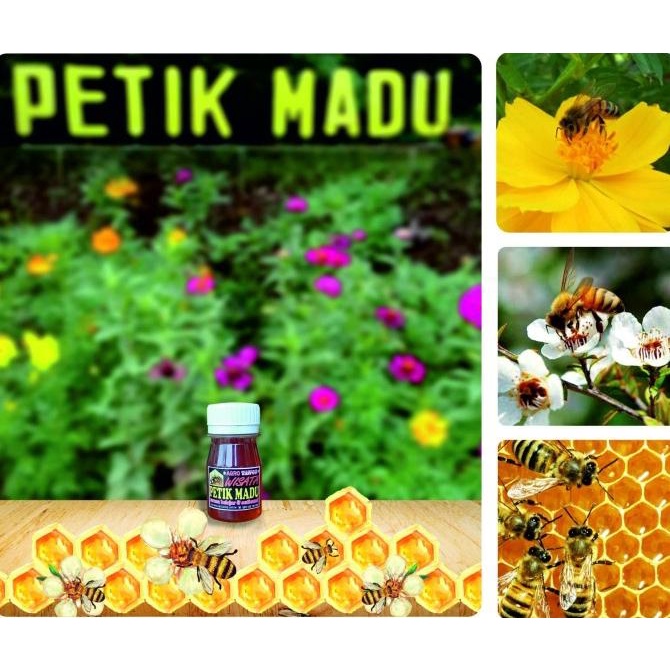 

:::::::] Madu Murni buat souvenir ukuran kecil