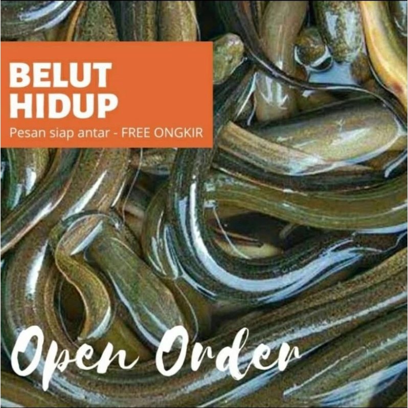 

BELUT HIDUP