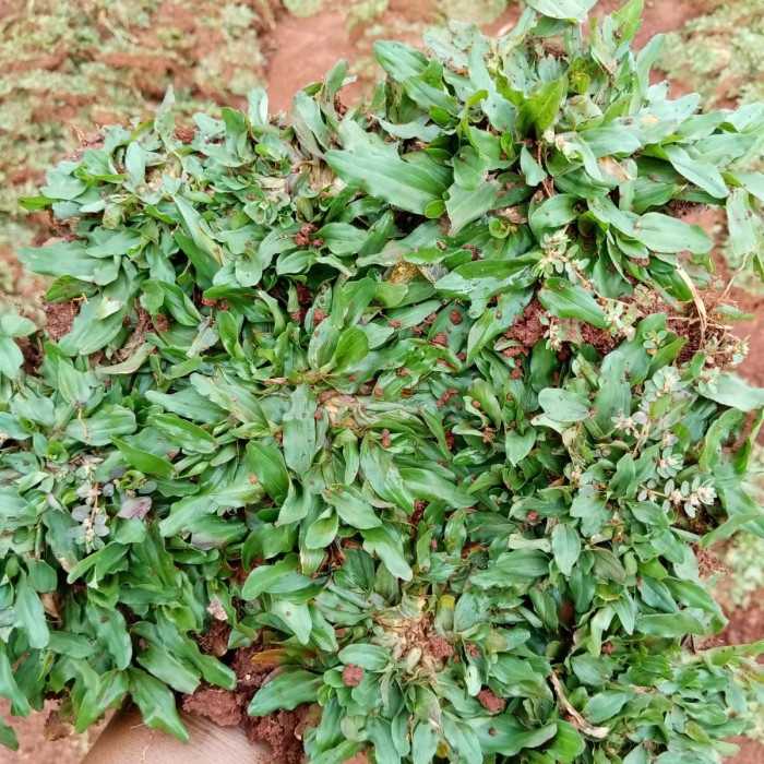 TERBARU paketan 5 meter rumput gajah mini/rumput taman /GUNTING DAHAN/BIBIT TANAMAN/HIASAN TAMAN