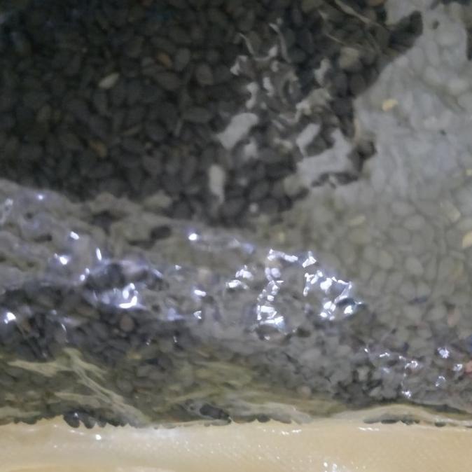 

@=@=@=@=] wijen hitam./black sesame seed/karuppu el vitai