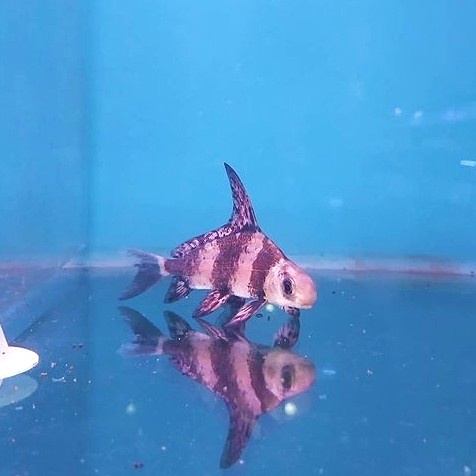 Chf / Chinese High Fin