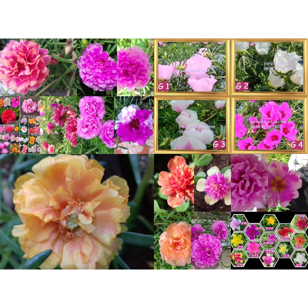 BIBIT BUNGA KROKOT WARNA WARNI KROKOT TUMPUK PER WARNA 7 STEK / MIX  21 WARNA