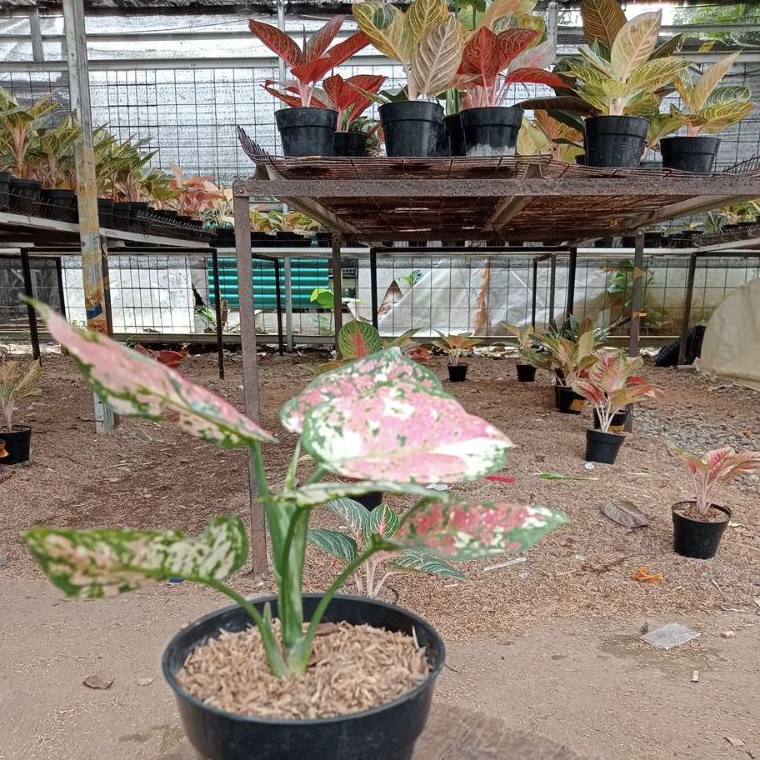 Kirim langsung PROMO AGLONEMA  Aglaonema Three Colour q Paling Dicari Best Produk.