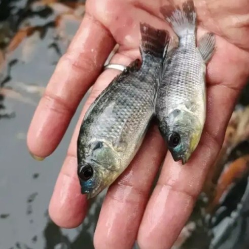 PAKAN PREDATOR NILA HITAM BIBIT NILA HITAM PAKAN IKAN PREDATOR CAMILAN