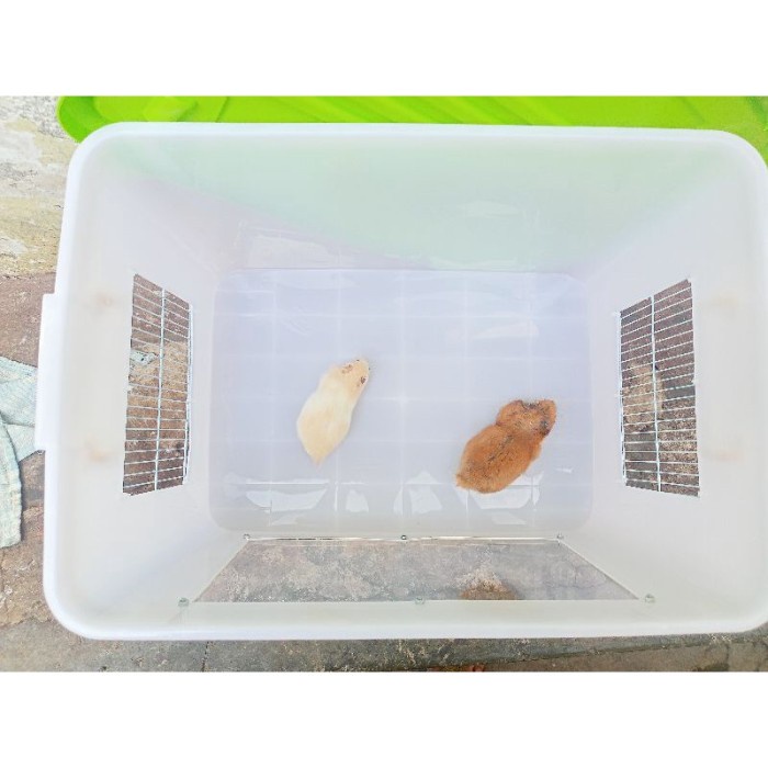 (COD DI TEMPAT) box container modif akrilik kandang landak reptil hamster iguana