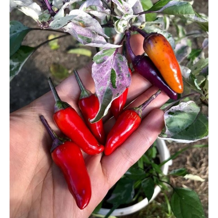 Benih bibit cabe hias varigata tiger jalapeno isi 5 biji