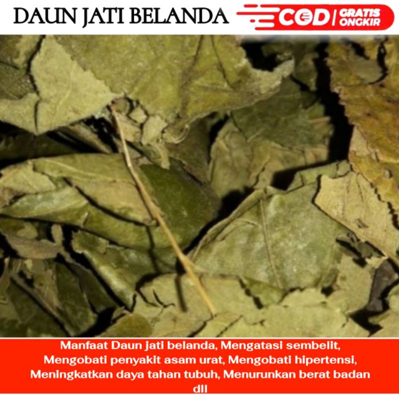 

Daun jati belanda 1kg