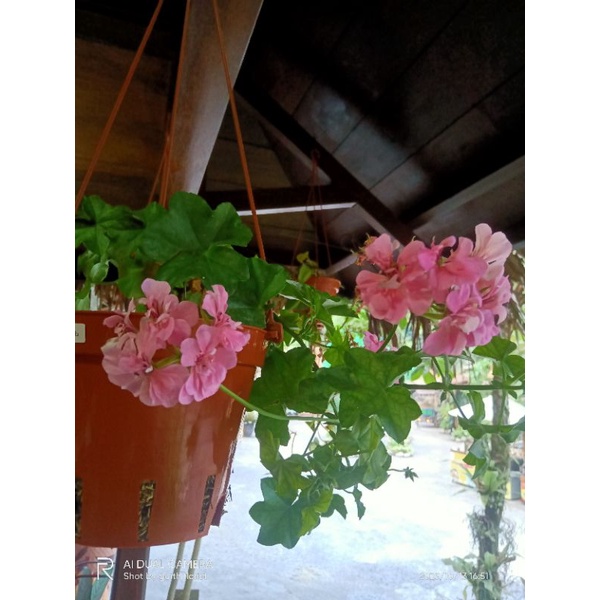 tanaman hias bunga geranium