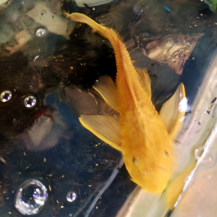 ikan sapu sapu albino jumbo 30cm+ ikan sapu sapu albino mentega 30cm++