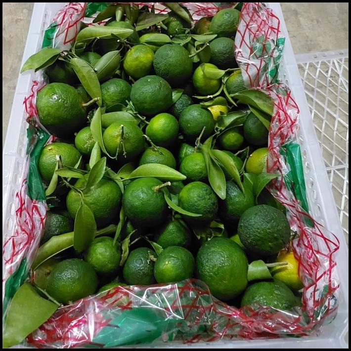

GRATIS ONGKIR BUAH JERUK IMPORT SANTANG HIJAU MADU 7 KG/ BUAH FRESH MANIS/ KADO !