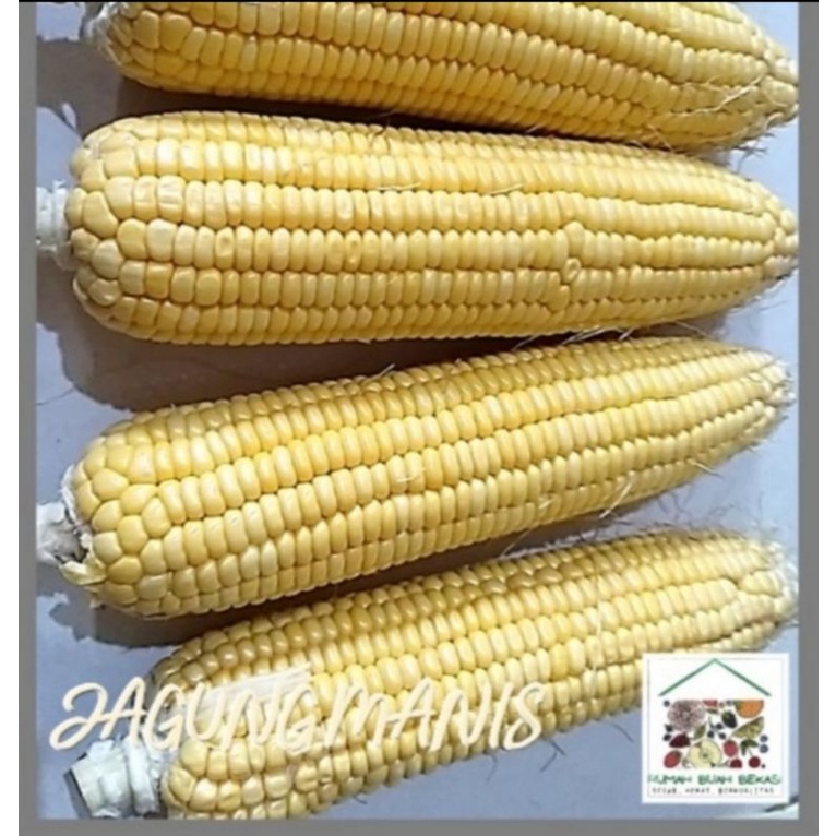 

JAGUNG MANIS 1 PCS 350 GRAM -500 GRAM