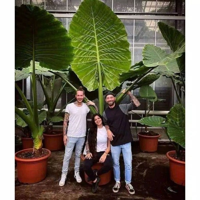 TANAMAN HIAS SENTE BIG JUMBO RAKSASA BIBIT KELADI TALAS HOTEL MALL