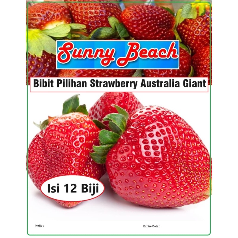 Bibit Pilihan Strawberry Australia Giant|Biji Bibit Stroberi Australia