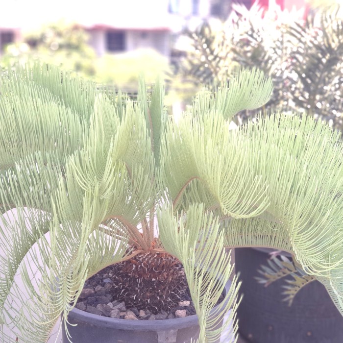 cycas glen idle blue sikas biru