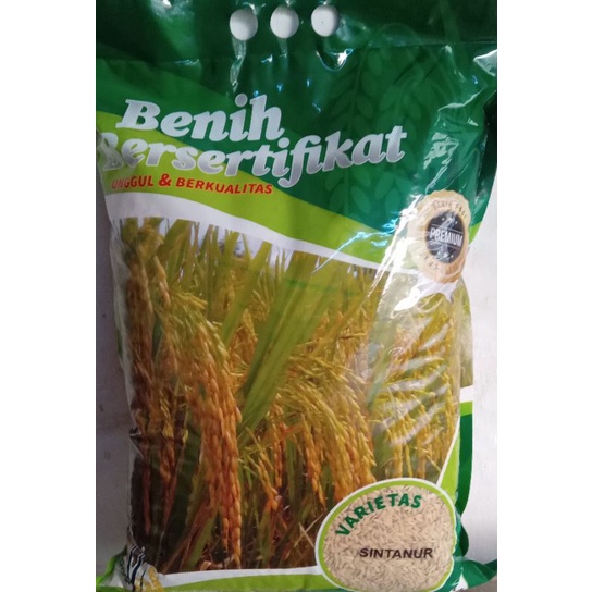 Benih/Bibit Padi Premium/Jumbo varietas Sintanur