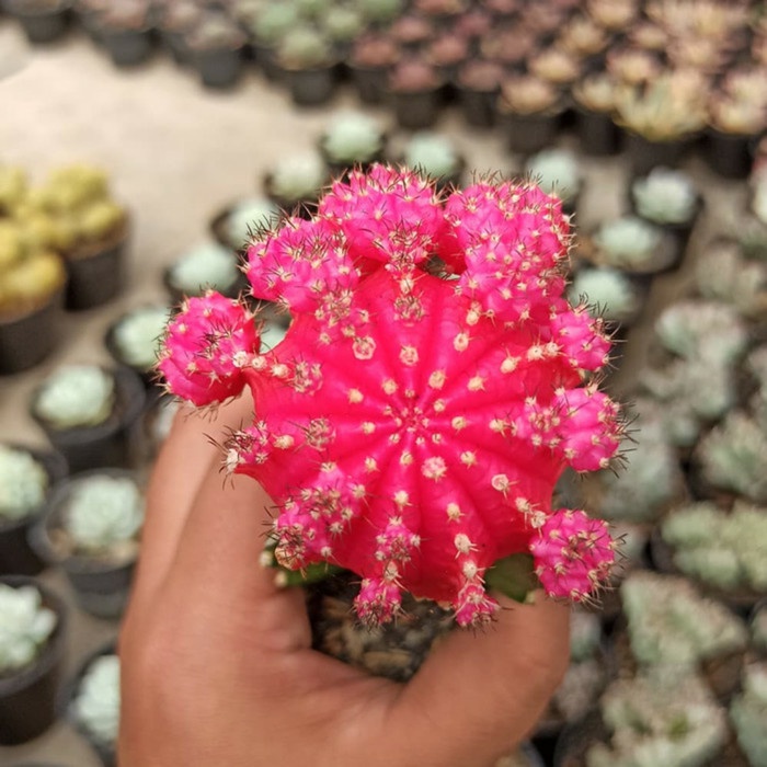 ✅Original Kaktus Sukulen / Gymnocalycium Mihanovichii Pink Bisa Sameday