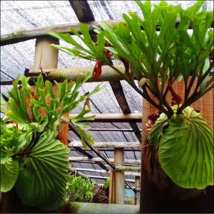 ✨Baru Tanaman Hias Tempel Kadaka Ridleyi / Simbar Kalimantan/ Platucerium Berkualitas