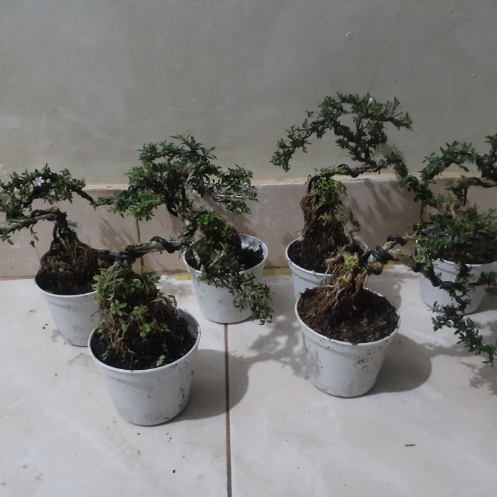 [New Ori] Paket 9 Tanaman Bonsai Shito Seribu Bintang Terbaru