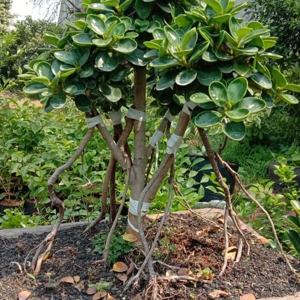 [New] Beringin Kompakta Mangkok Beringin Dollar Mangkok Berkualitas