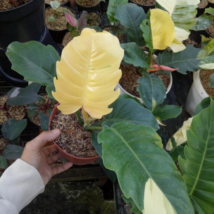 [New Ori] Philodendron Green Saw Varigata Limited