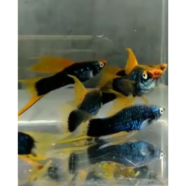platy hamburg / berlin aksesoris aquarium