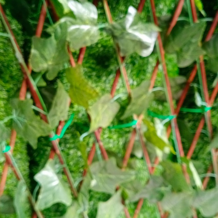 Pagar Hias Tanaman/Pagar Daun Rambat