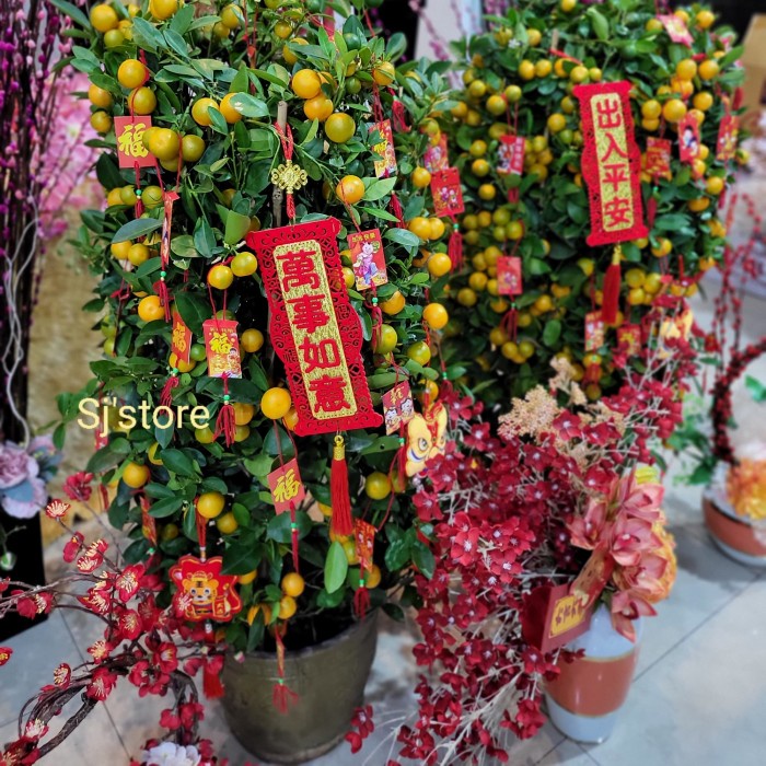Minluch Pohon Jeruk Imlek Hoki Chinese New Year Cny