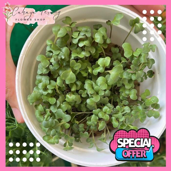 

PAKCOY | SALAD MICROGREEN BEST SELLER