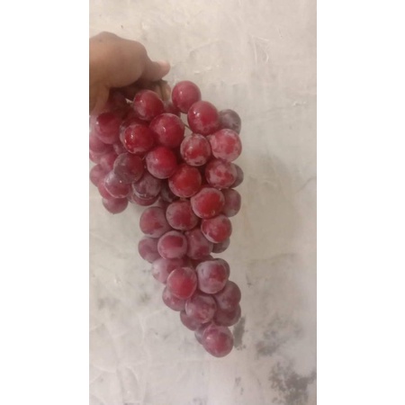 

BUAH ANGGUR RED GLOBE 1 kG MANIS