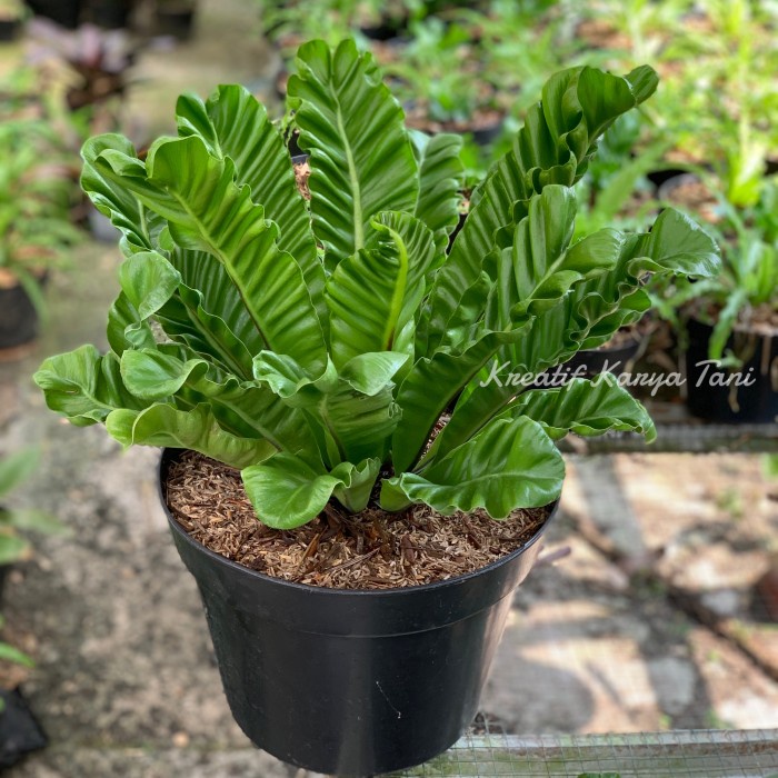 Promo Kadaka Lasagna Indukan - Kadaka Lasagna Ukuran Jumbo