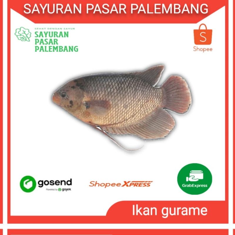 

Ikan Gurame Gurami Segar - Sayuran Pasar Palembang