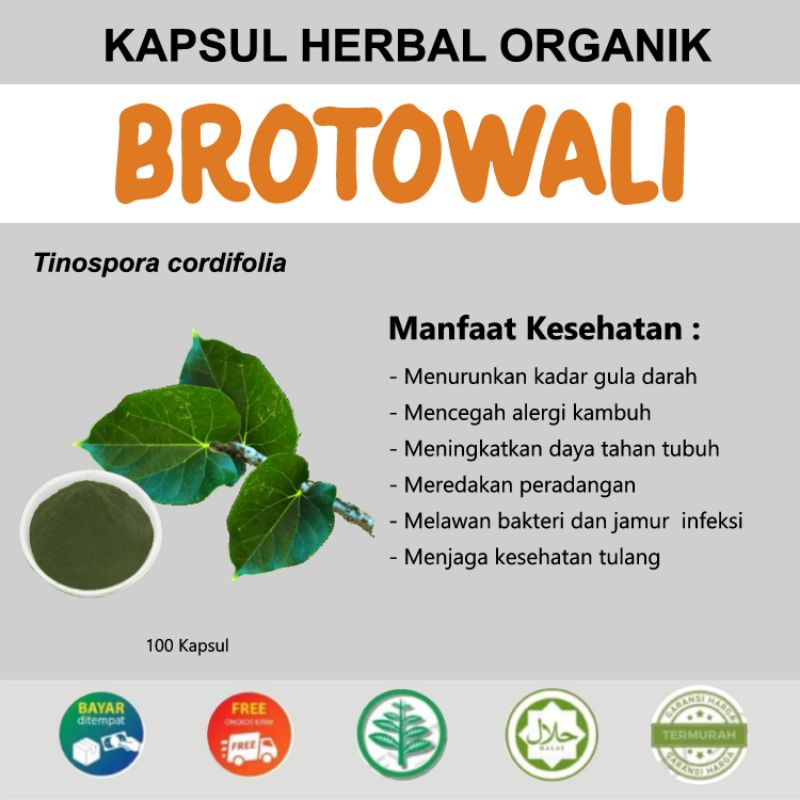 KAPSUL BROTOWALI 100% HERBAL MURNI