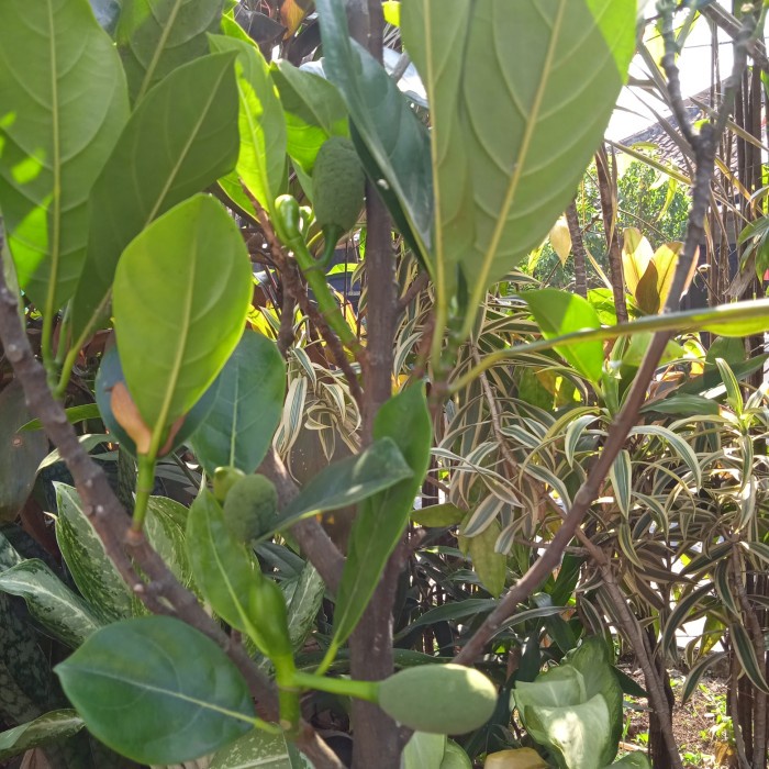 POHON NANGKA MINI SUDAH BERBUAH-BIBIT POHON NANGKA MINI-NANGKA KUNING