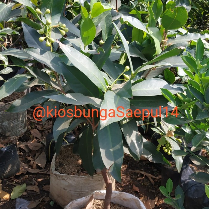 Pohon Jambu Madu Deli /Bibit Jambu Madu Deli Sudah Berbuah