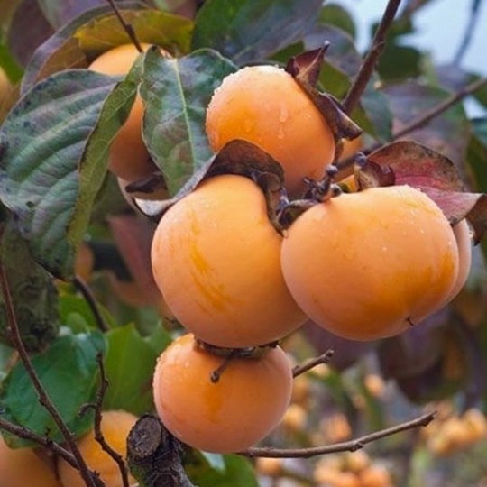 READY Bibit Tanaman Buah Kesemek Persimon Import