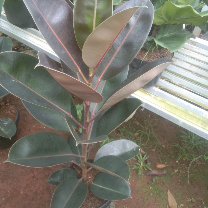 TANAMAN KARET KEBO + POT PUTIH