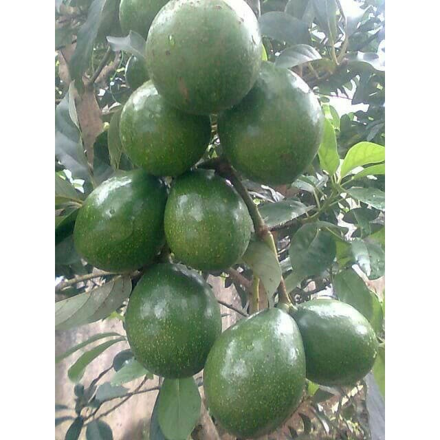 Bibit tanaman buah alpukat miki hasil okulasi