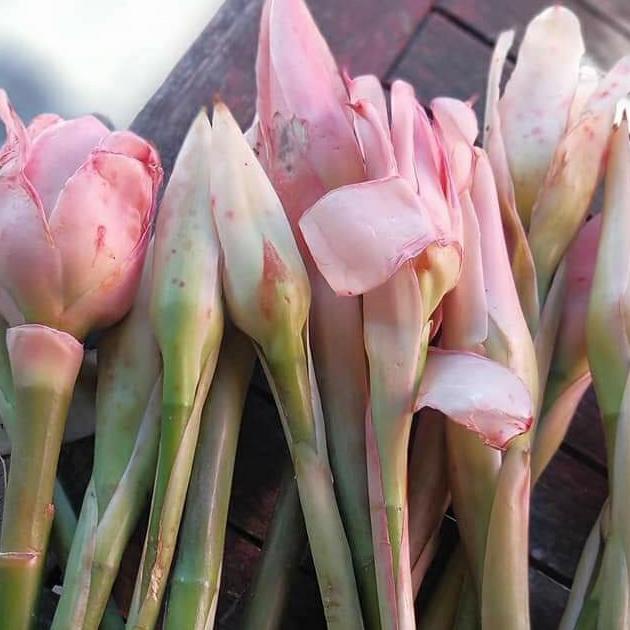 

Open DS] Kecombrang/Kencong/Bunga Bongkot 10pcs 1ikat