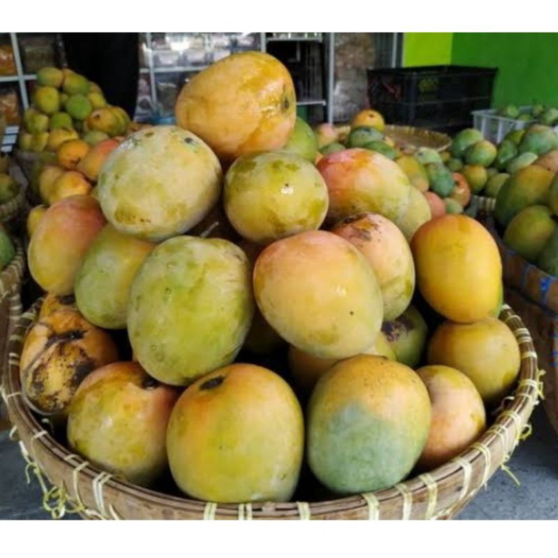 

Buah mangga indramayu segar 1 kg buah mangga fresh
