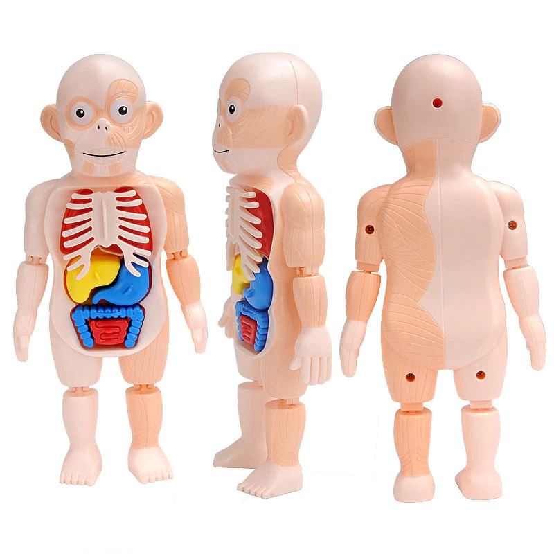 Mainan Anak Belajar Anato Dummy Puzzle Human Body Parts Organs Montess Body Anatomy Children Toy