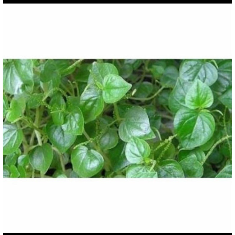 

500gram Daun Sirihan Cina Terbaru