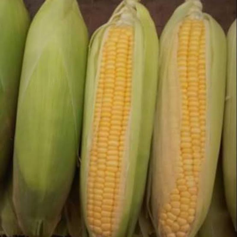 10biji benih bibit jagung manis unggul / benih sayuran bibit sayuran lengkap