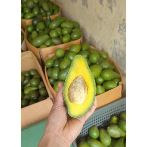 

ALPUKAT MENTEGA SUPER LAMPUNG 1kg