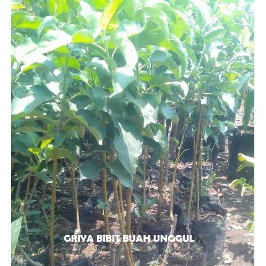 Bibit Apel Malang Unggul Atau Apel Anna - Promo
