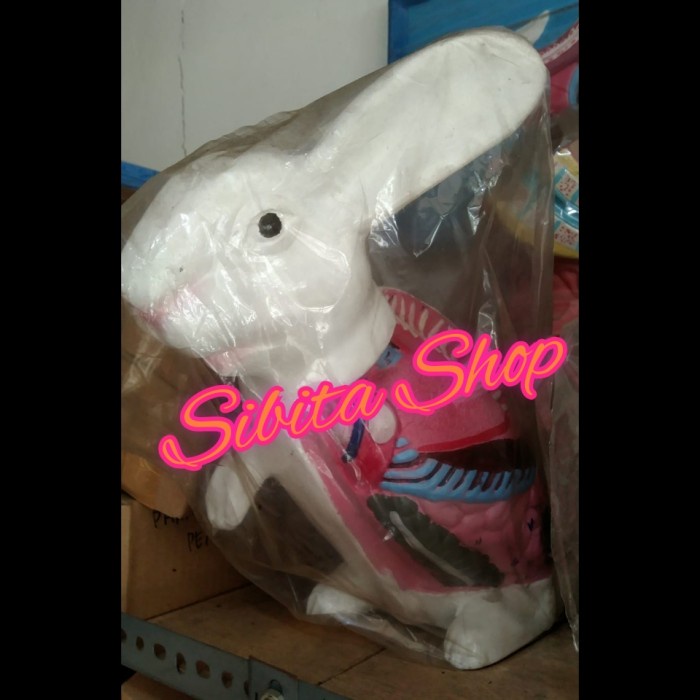 

Model Kelinci Alat PeragaAnatomiPhantomManikin