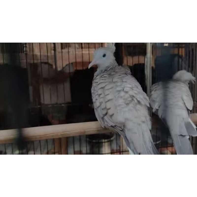 Perkutut Jambul Silver