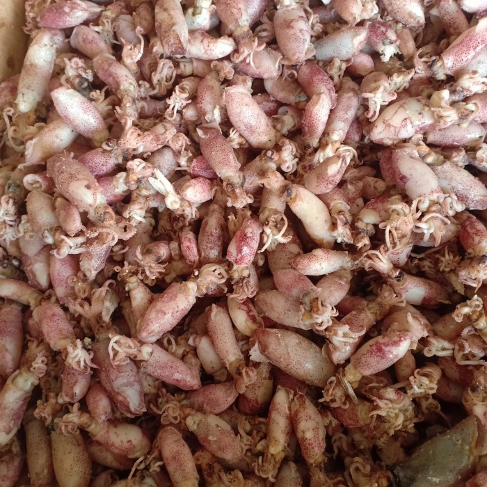 

Baby Cumi Asin Kering Per 1Kg Ukuran 0,5-2Cm