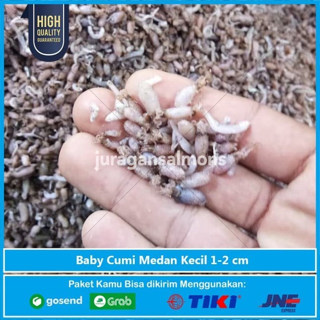 

Ikan Asin Baby Cumi Asin Kecil Medan 250 Gr (Kering)